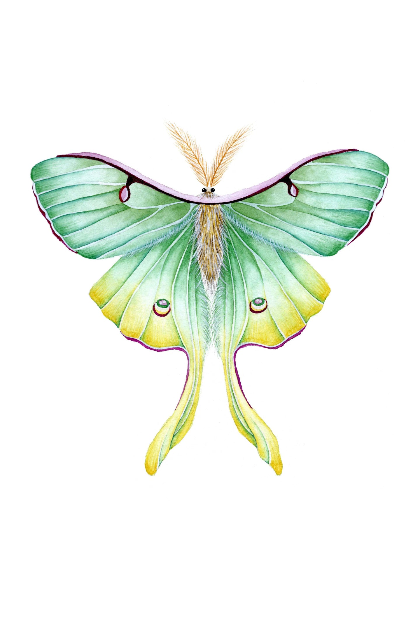 Luna Moth Art Print